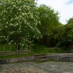 Garden and Pond
